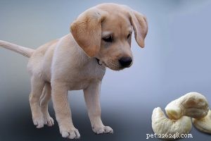 How Service Dogs Alleviate Anxiety: A Guide to Emotional Support
