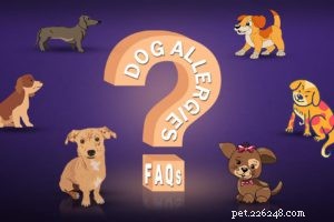 How Service Dogs Alleviate Anxiety: A Guide to Emotional Support