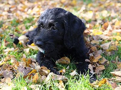 Effective Puppy Socialization: A Step‑by‑Step Guide for Training Your Dog