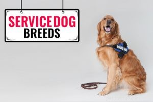 Effective Puppy Socialization: A Step‑by‑Step Guide for Training Your Dog