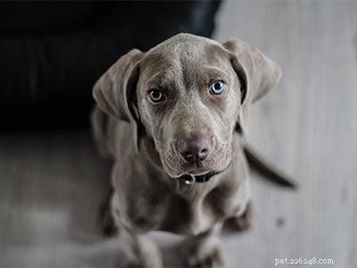 Effective Puppy Socialization: A Step‑by‑Step Guide for Training Your Dog