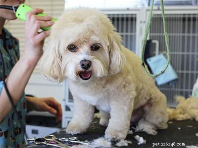 Effective Puppy Socialization: A Step‑by‑Step Guide for Training Your Dog