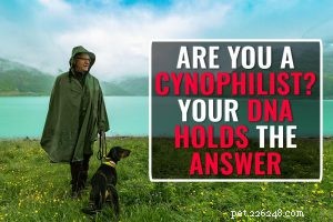 Professional Dog Training: From Basics to Show Competitions