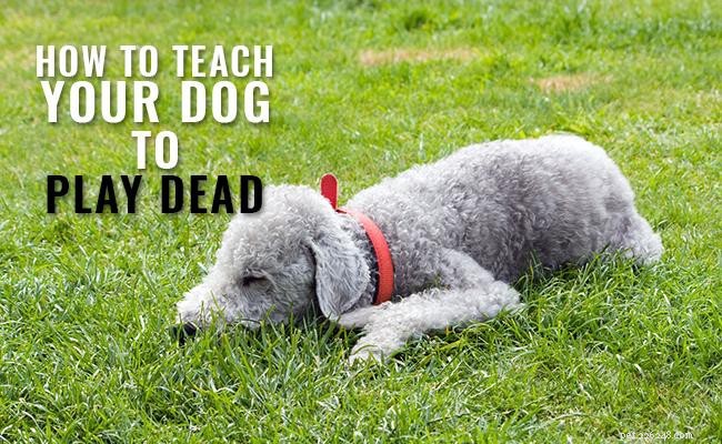 Top Dog Tricks to Impress at Your Next Pet Party