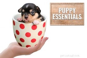 Professional Dog Training: From Basics to Show Competitions