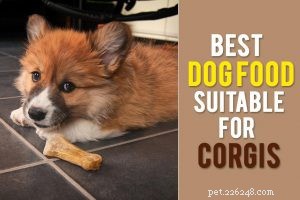 Professional Dog Training: From Basics to Show Competitions