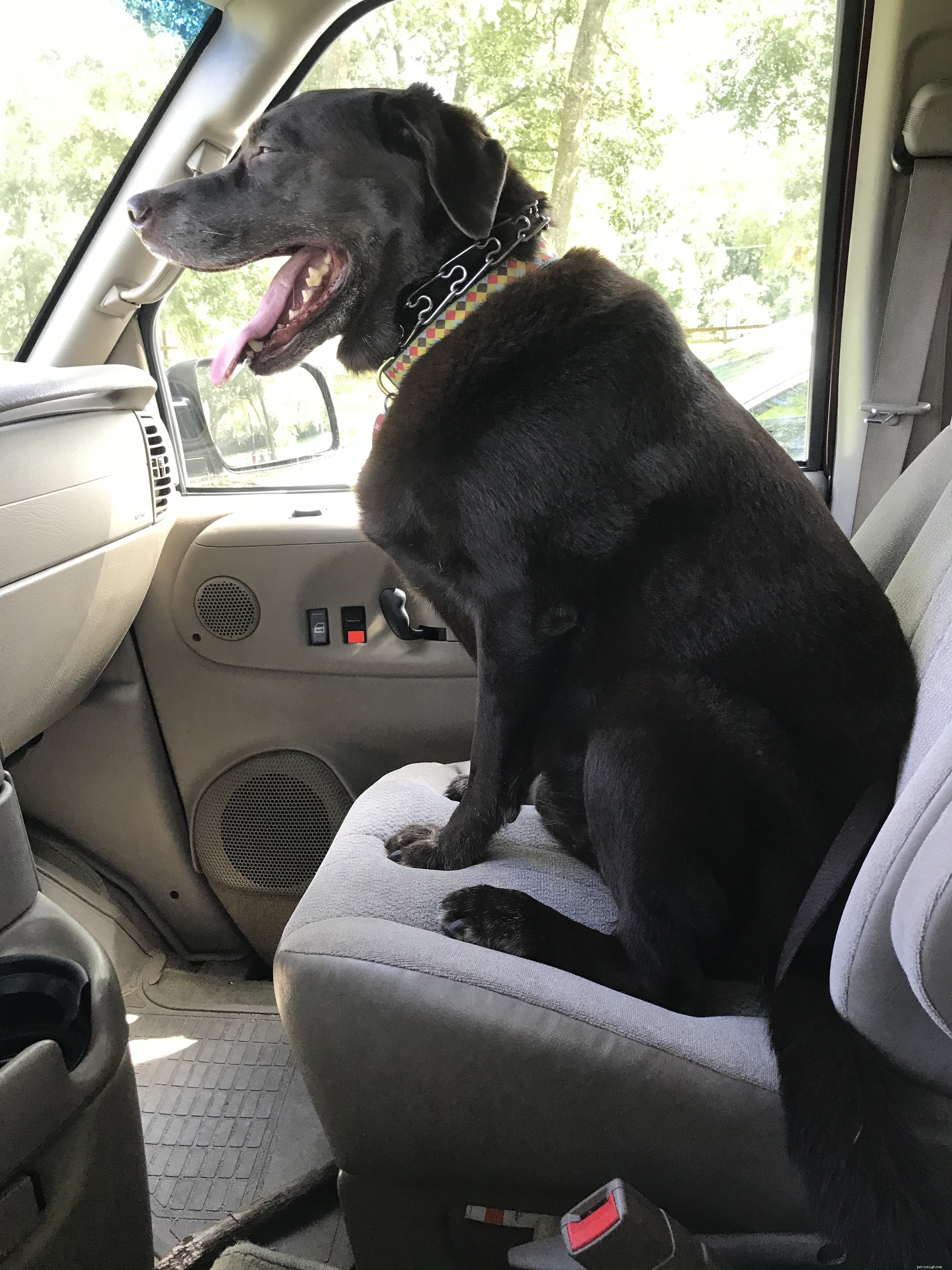 5 Essential Tips for Enjoyable Road Trips with Your Dog