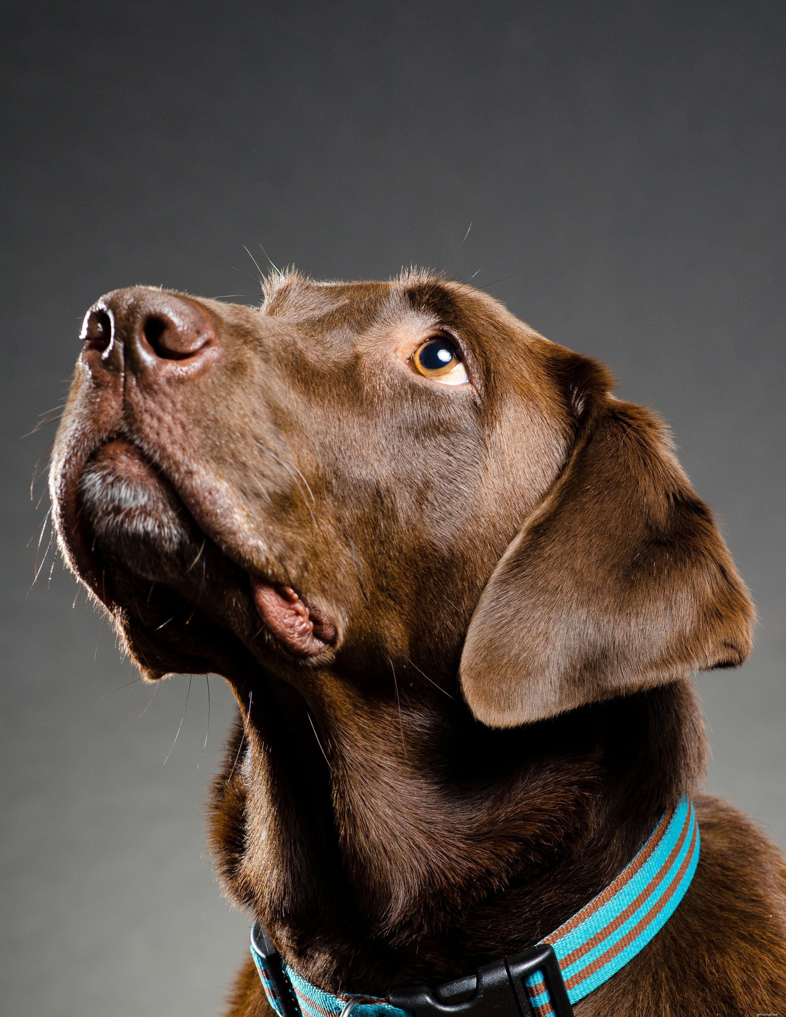 Boost Your Dog’s Health with Expert Coat‑Care Tips for a Lustrous Shine