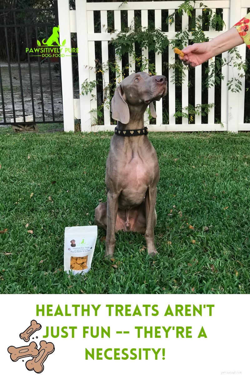 Why Healthy Dog Treats Matter: Benefits for Your Pet s Health