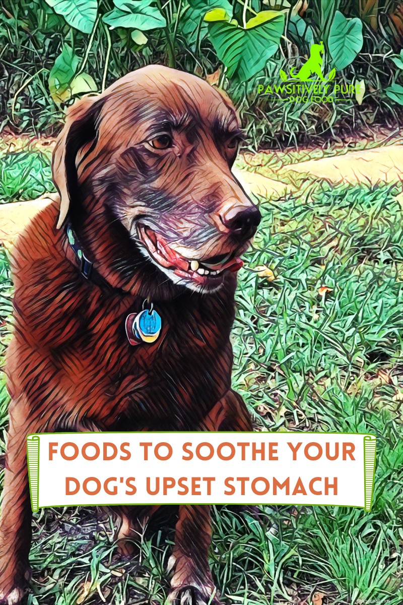 4 Proven Foods to Relieve Your Dog’s Upset Stomach