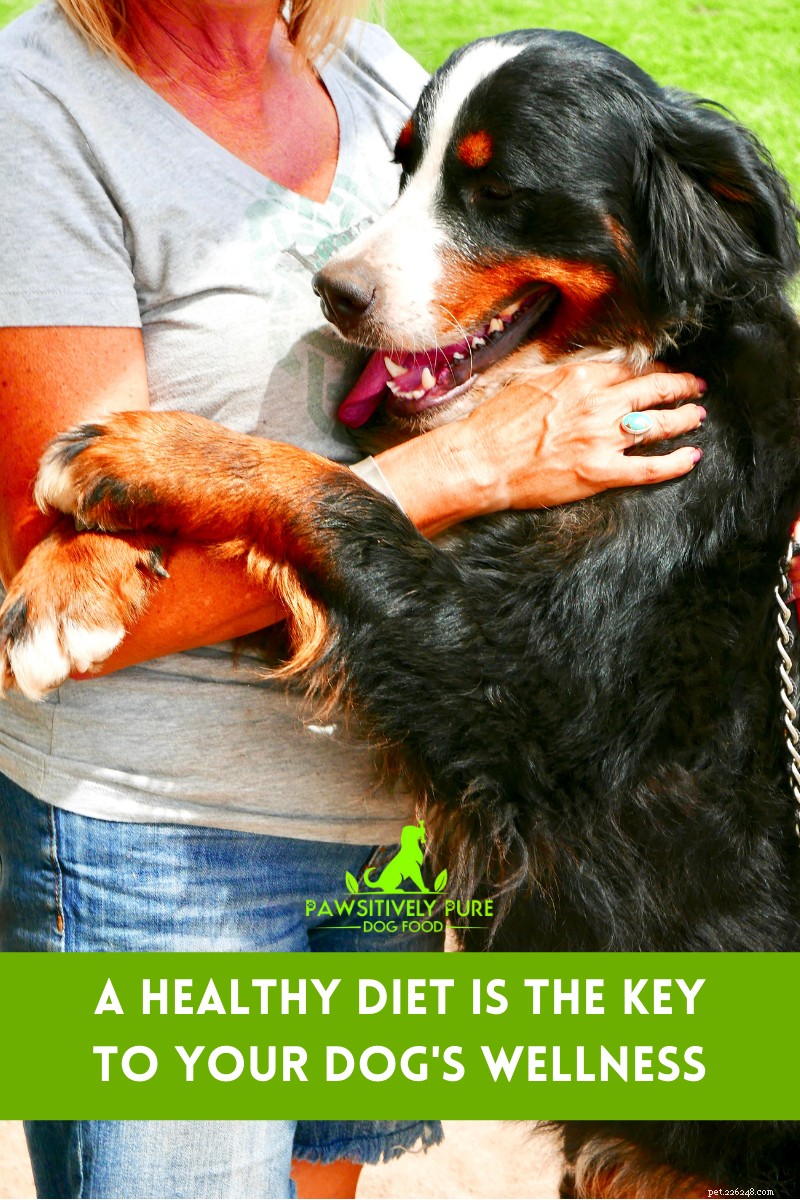 4 Proven Ways a Healthy Diet Boosts Your Dog’s Well‑Being