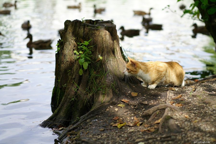 Protect Your Ducks from Cats: Expert Safety Tips