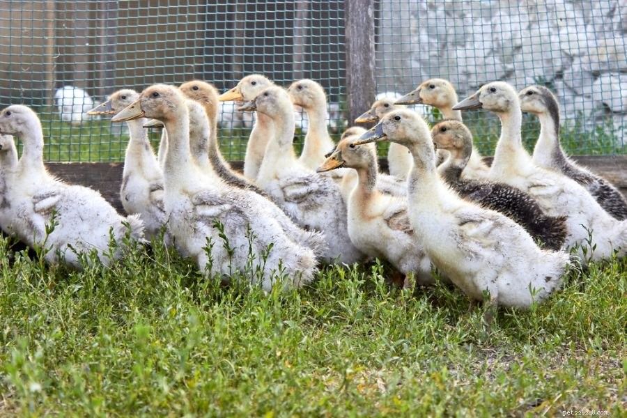 Protect Your Ducks from Cats: Expert Safety Tips