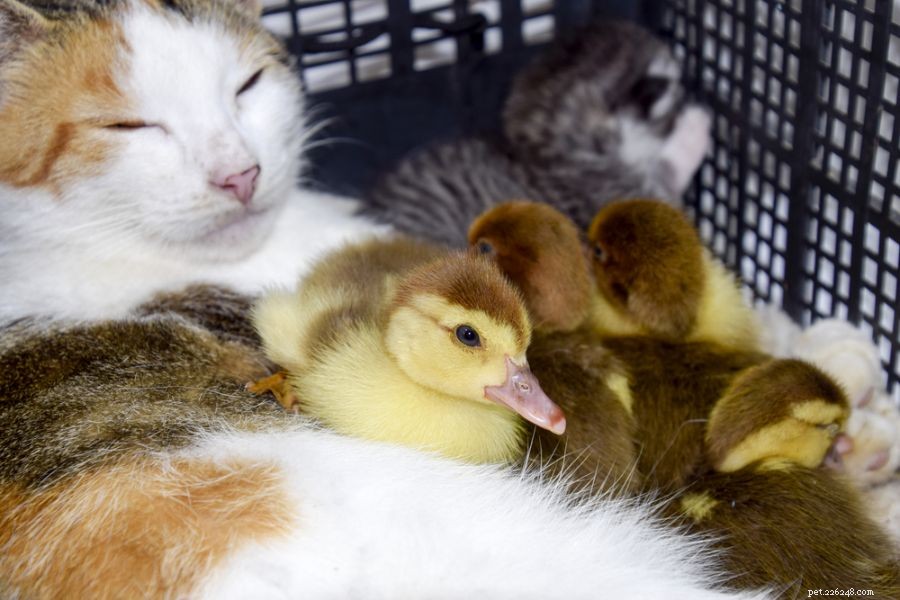 Protect Your Ducks from Cats: Expert Safety Tips