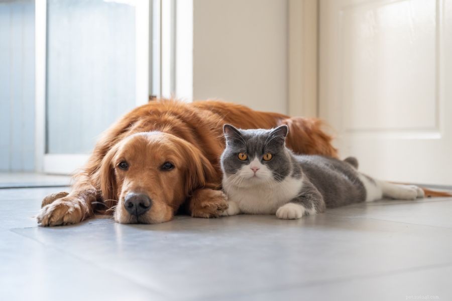 Protect Your Ducks from Cats: Expert Safety Tips