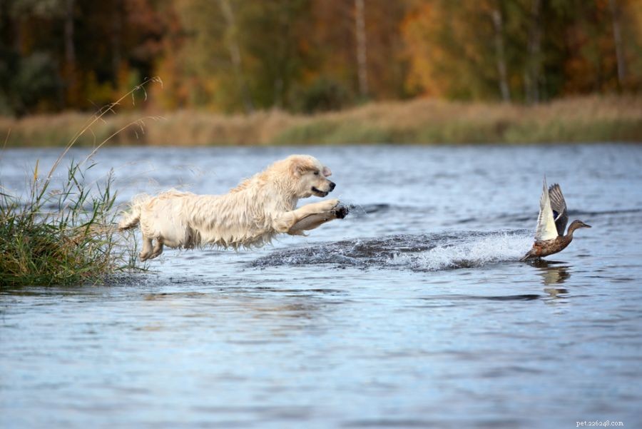 Protect Your Ducks from Cats: Expert Safety Tips