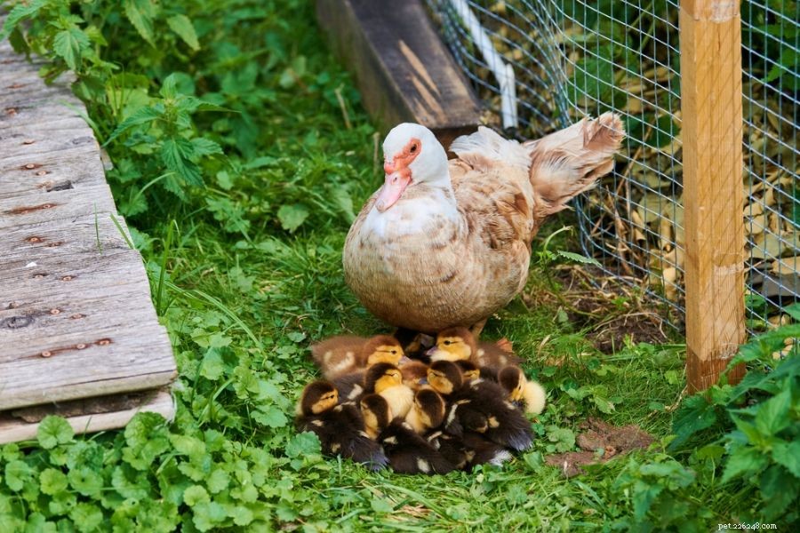 Understanding Duck Aggression: 3 Common Reasons They Attack Each Other