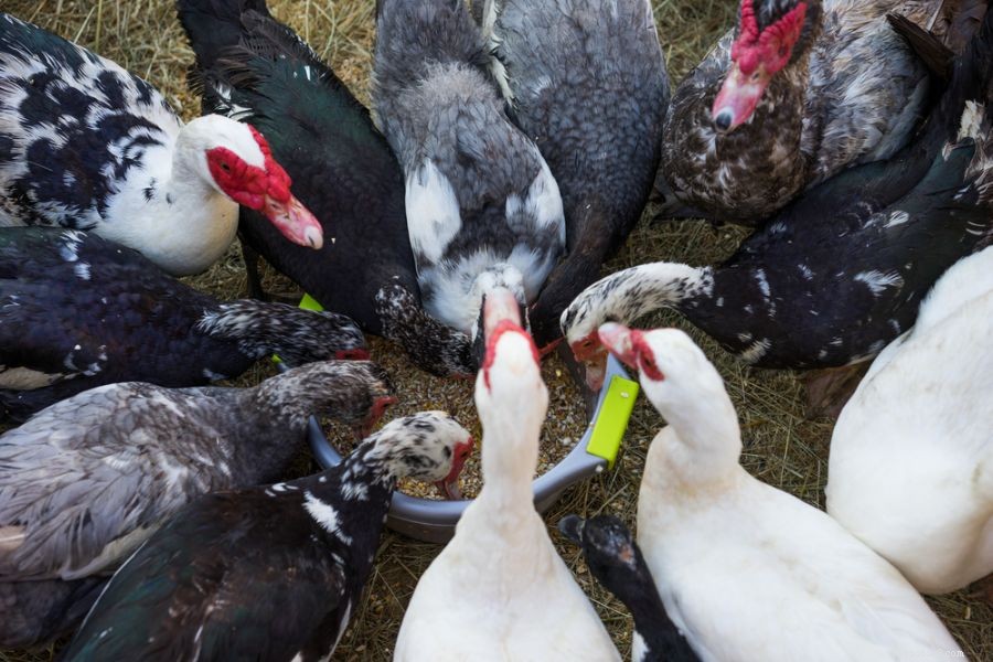 Understanding Duck Aggression: 3 Common Reasons They Attack Each Other