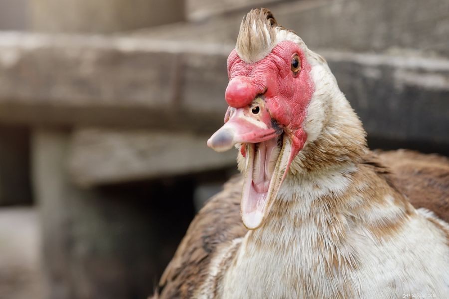 Understanding Duck Aggression: 3 Common Reasons They Attack Each Other