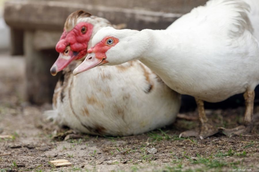 Understanding Duck Aggression: 3 Common Reasons They Attack Each Other