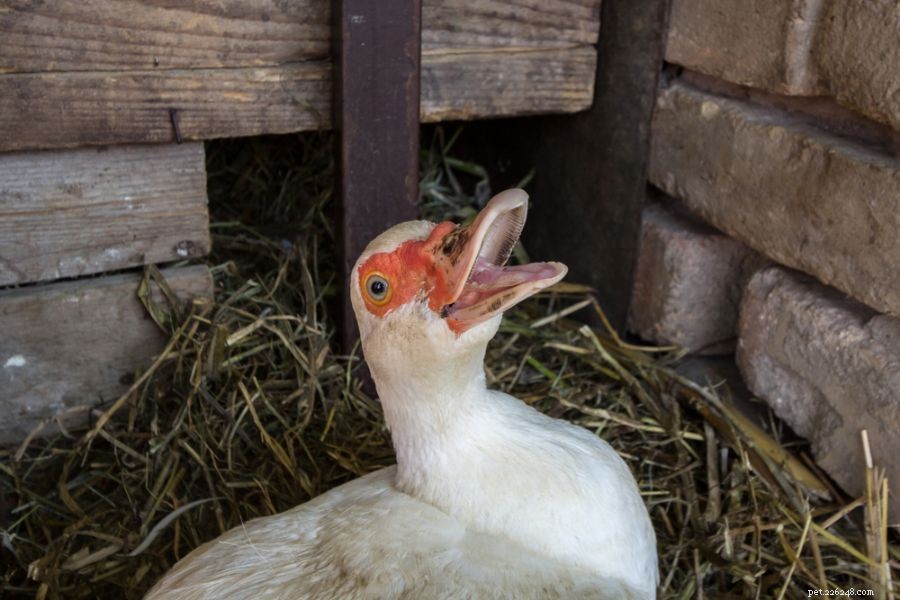 Understanding Duck Aggression: 3 Common Reasons They Attack Each Other