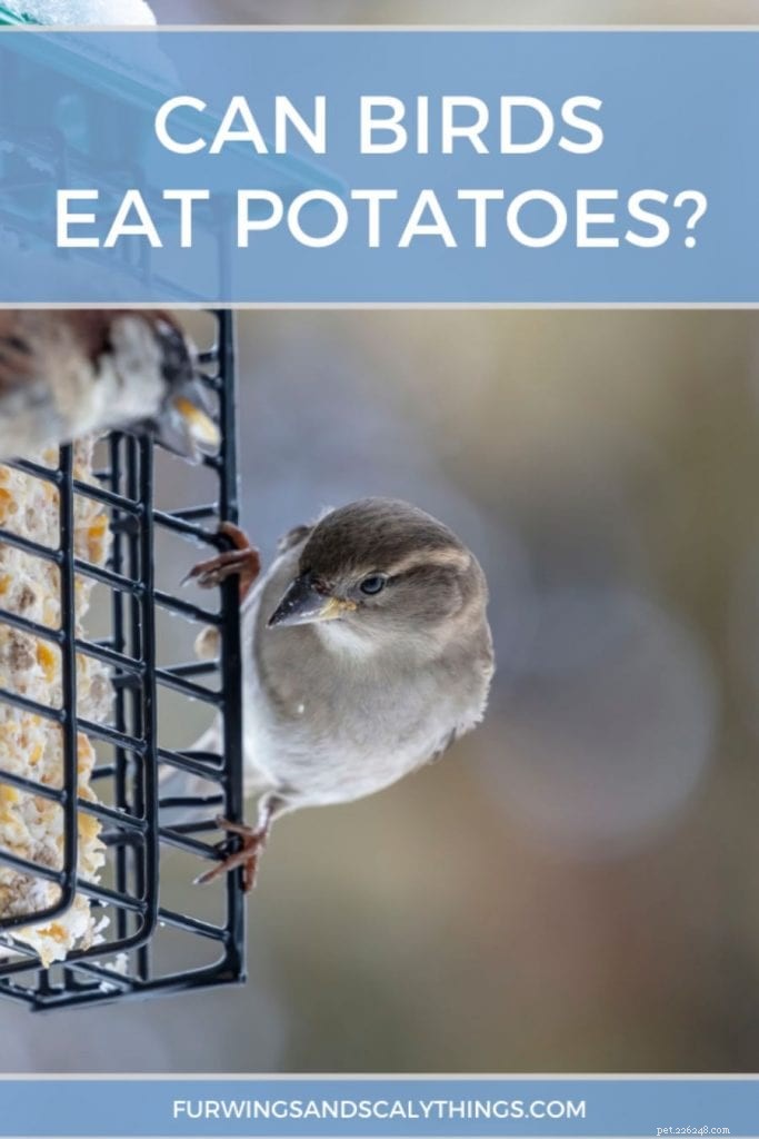 Can Birds Safely Eat Potatoes? Benefits, How to Prepare, and Key Precautions