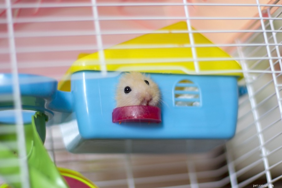 How to Calm Your Stressed Hamster: Simple, Proven Tips