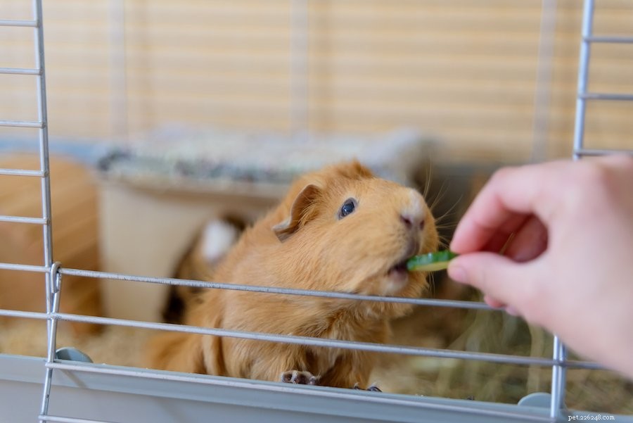 What Causes Your Guinea Pig to Cry? 6 Key Reasons Explained