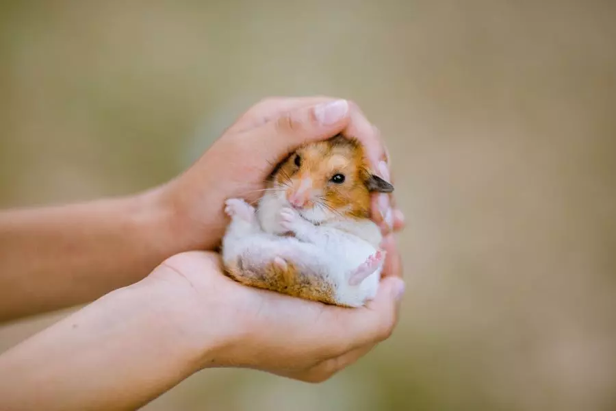 How to Calm Your Stressed Hamster: Simple, Proven Tips