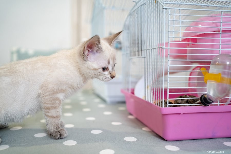 How to Calm Your Stressed Hamster: Simple, Proven Tips