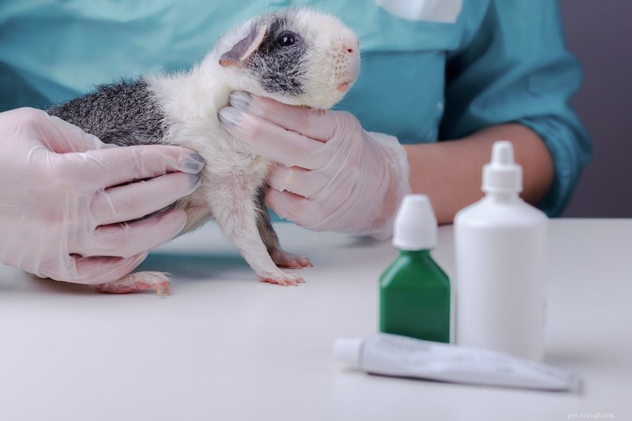 What Causes Your Guinea Pig to Cry? 6 Key Reasons Explained