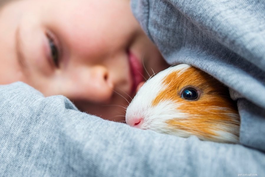What Causes Your Guinea Pig to Cry? 6 Key Reasons Explained