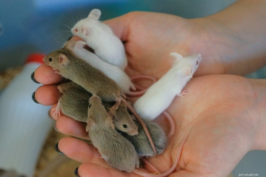 How to Safely Care for Motherless Baby Mice