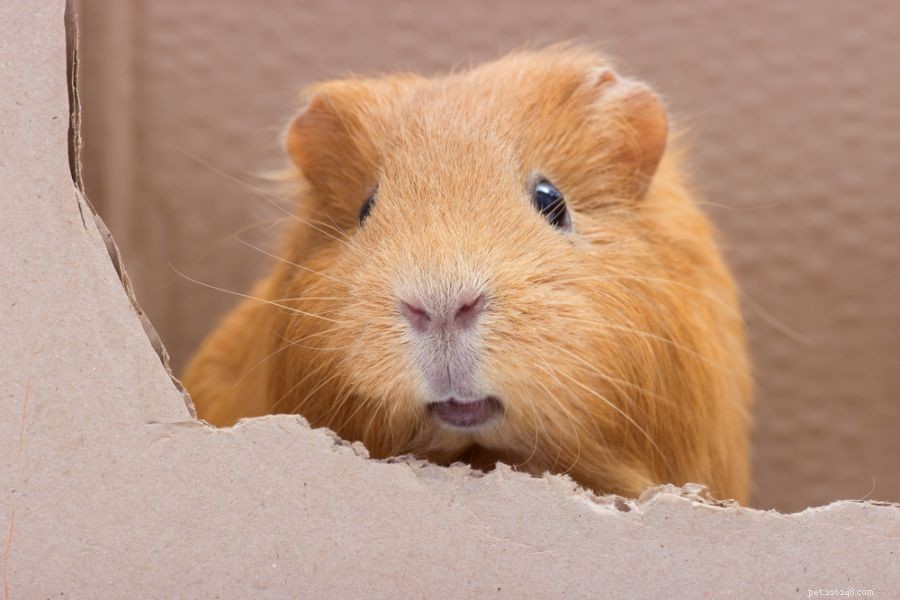 Why Is My Guinea Pig Chirping? Understanding the Causes and When to Act