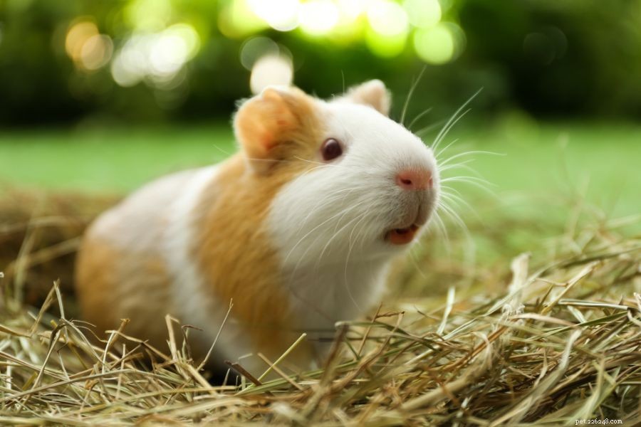 Why Is My Guinea Pig Chirping? Understanding the Causes and When to Act