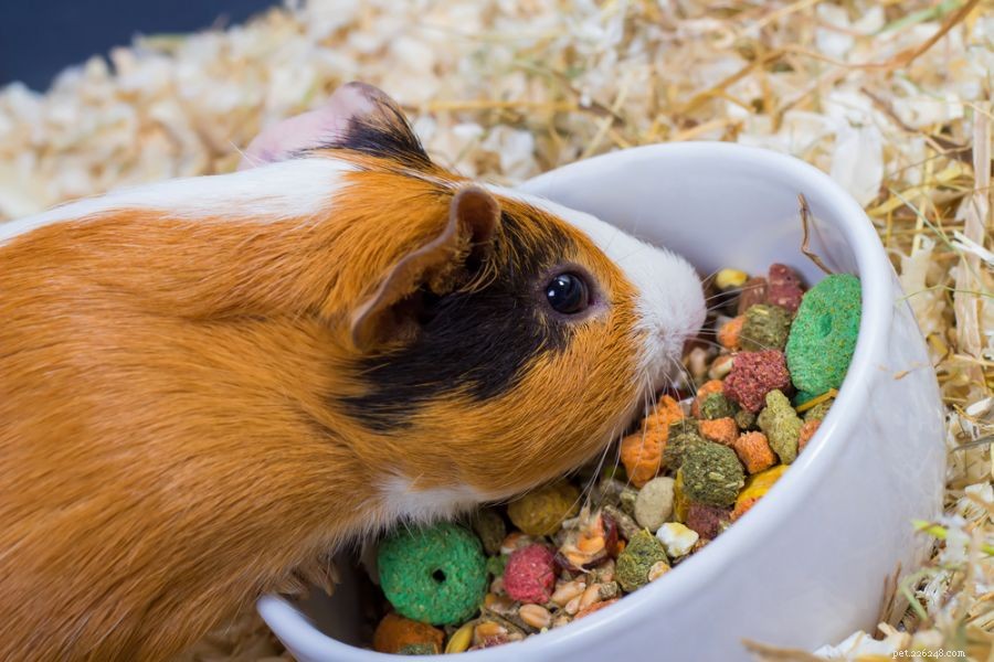 Why Is My Guinea Pig Chirping? Understanding the Causes and When to Act