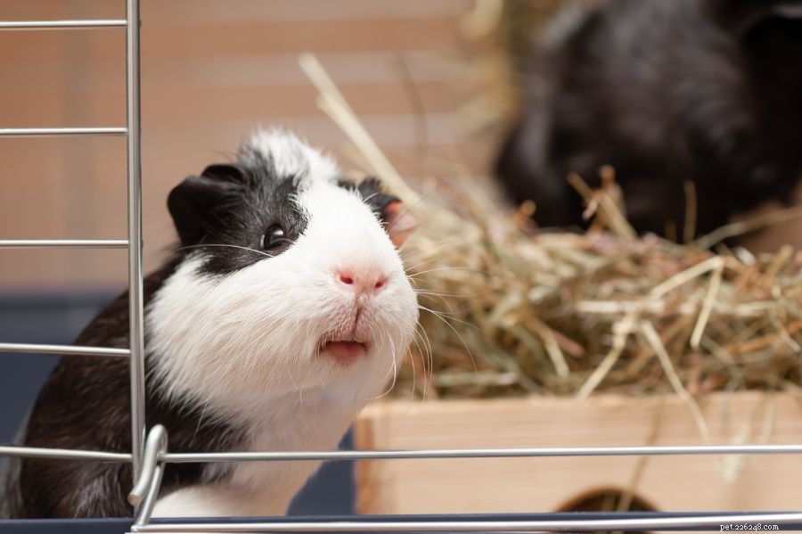Keep Your Guinea Pig Cage Fly‑Free: Proven Strategies for a Healthy Home
