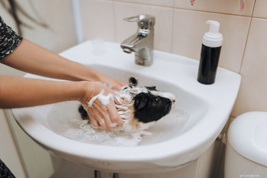Keep Your Guinea Pig Cage Fly‑Free: Proven Strategies for a Healthy Home