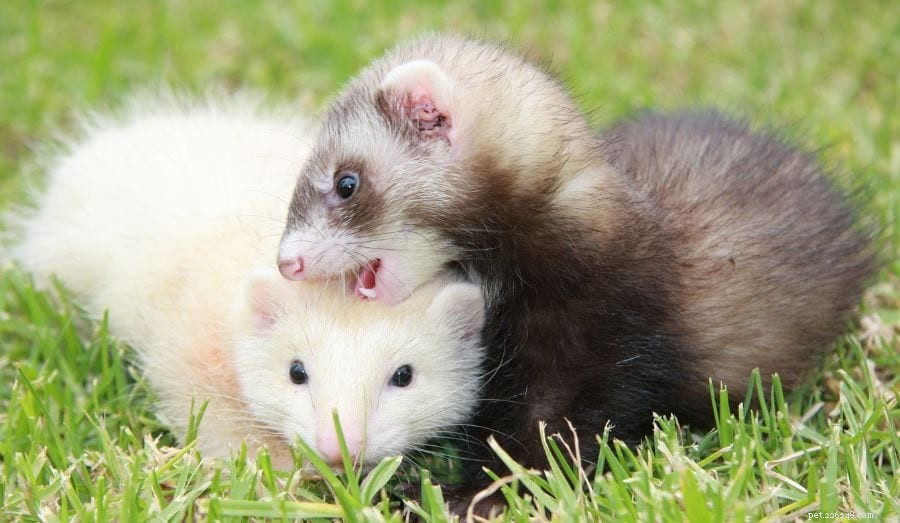 Why Ferrets Lick Each Other’s Ears: The Social Grooming Behind Their Bond