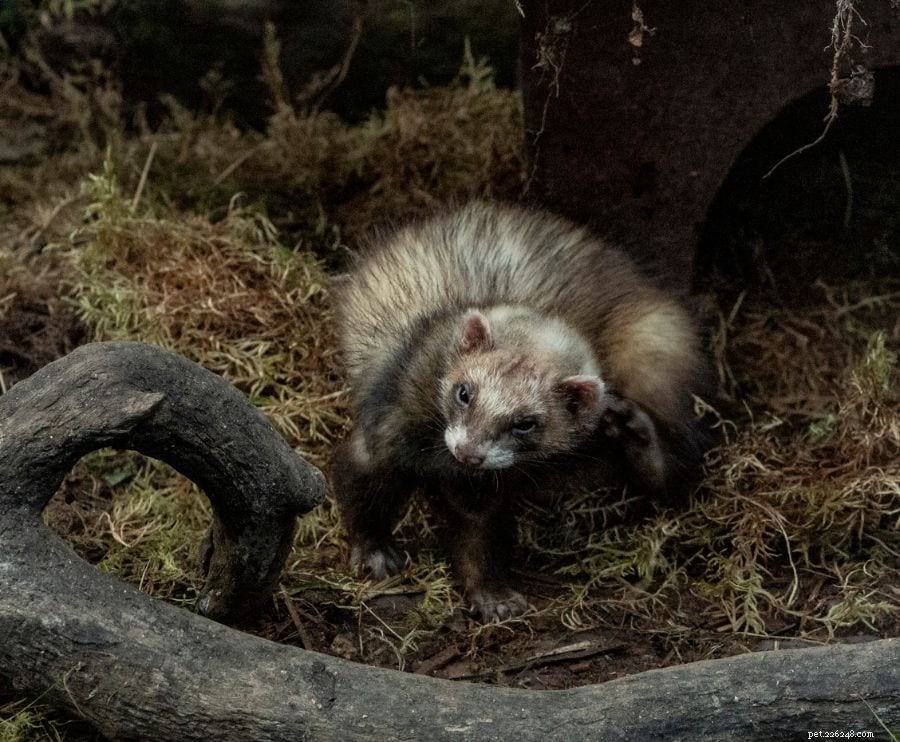 Why Ferrets Lick Each Other’s Ears: The Social Grooming Behind Their Bond