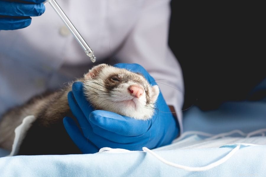 Why Ferrets Lick Each Other’s Ears: The Social Grooming Behind Their Bond