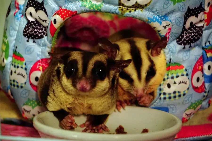 Do Sugar Gliders Attack Each Other? Understanding Social Dynamics