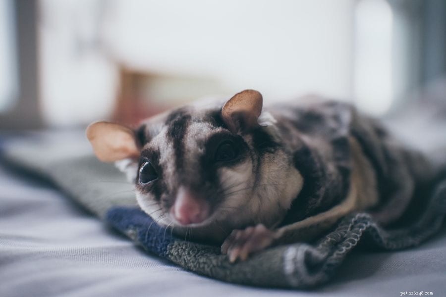 Do Sugar Gliders Attack Each Other? Understanding Social Dynamics