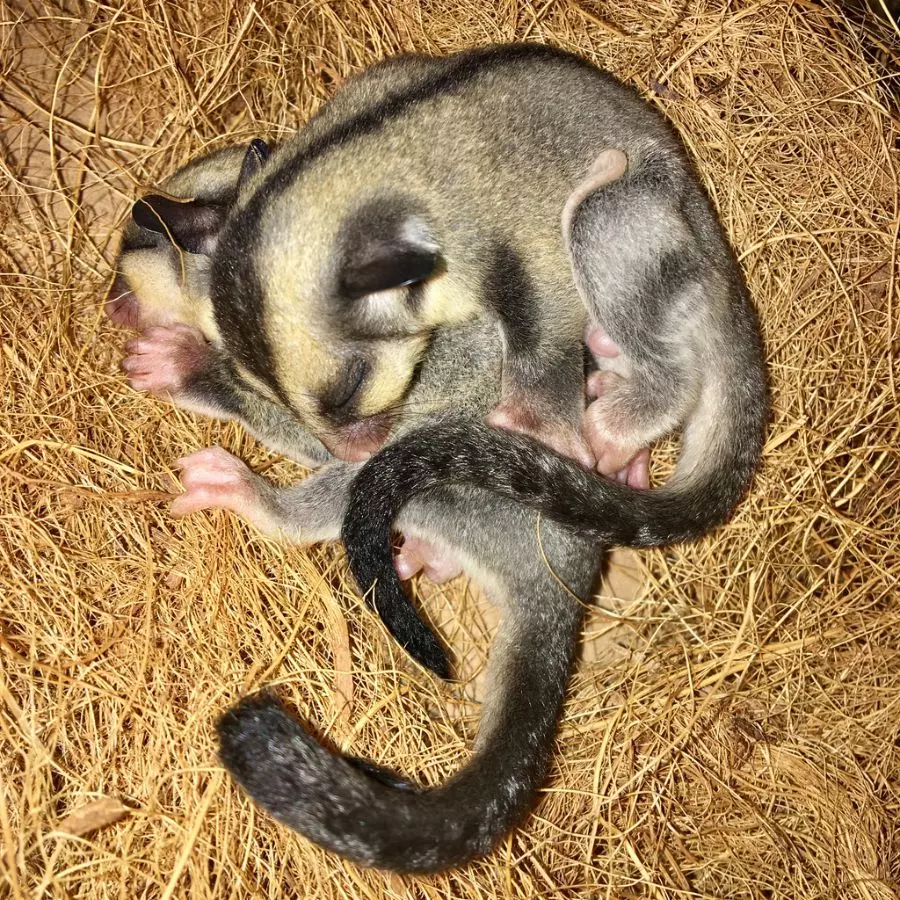 Do Sugar Gliders Attack Each Other? Understanding Social Dynamics