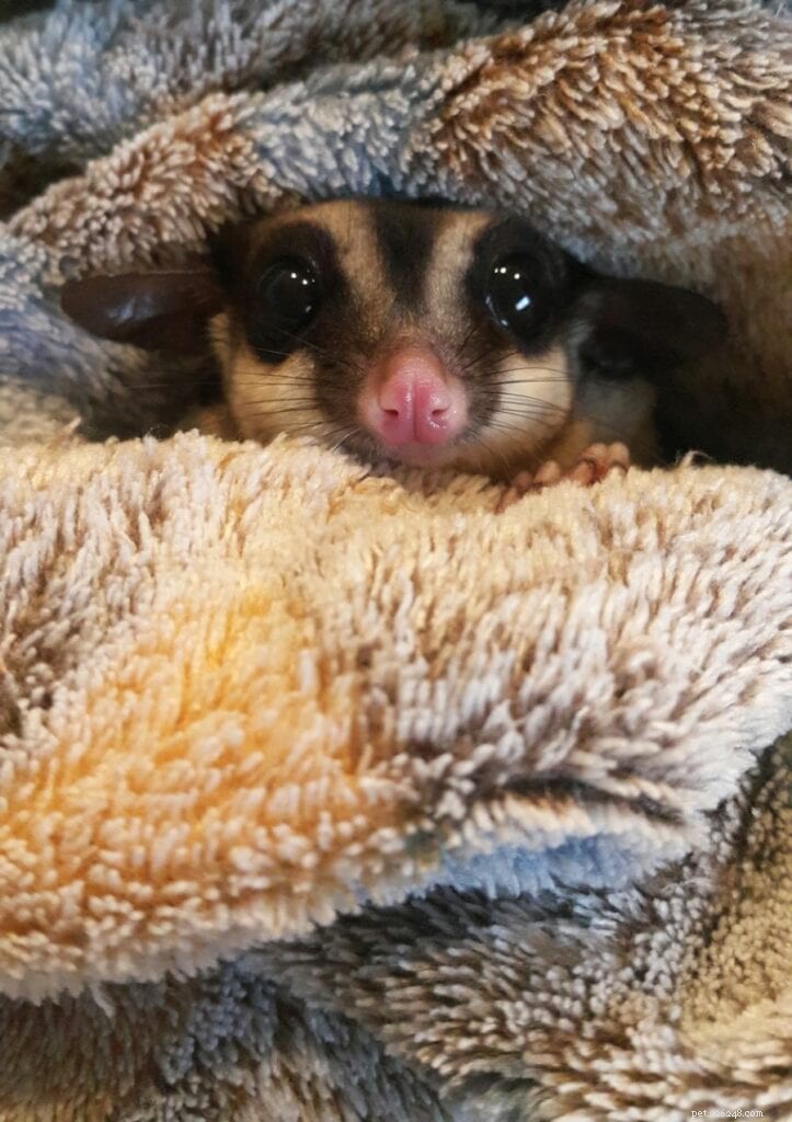 Do Sugar Gliders Attack Each Other? Understanding Social Dynamics