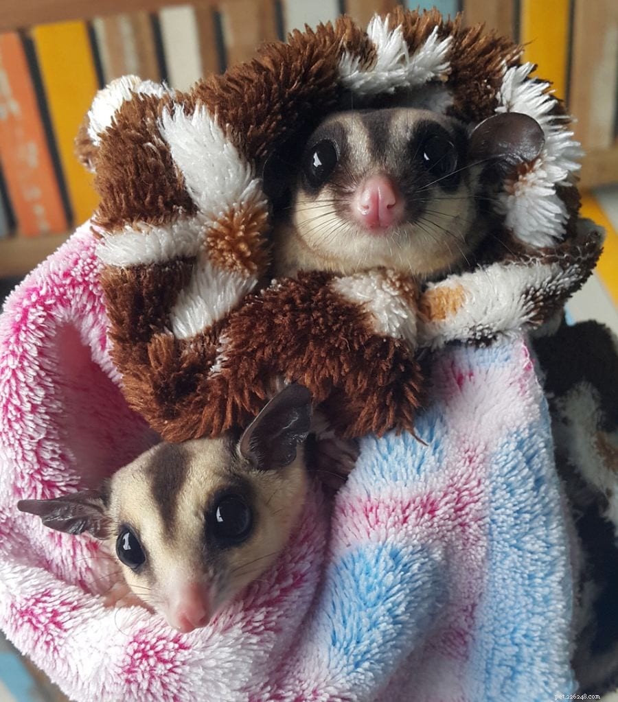 Why Your Sugar Glider Might Pee on You – 3 Common Reasons & How to Stop It