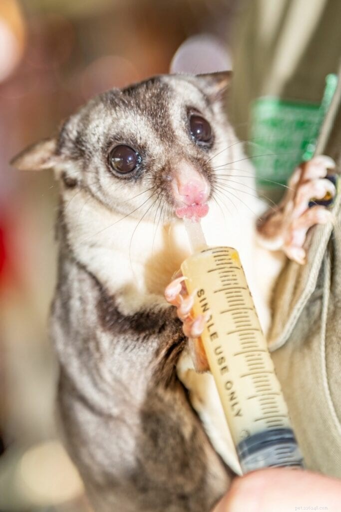 Why Your Sugar Glider Might Pee on You – 3 Common Reasons & How to Stop It