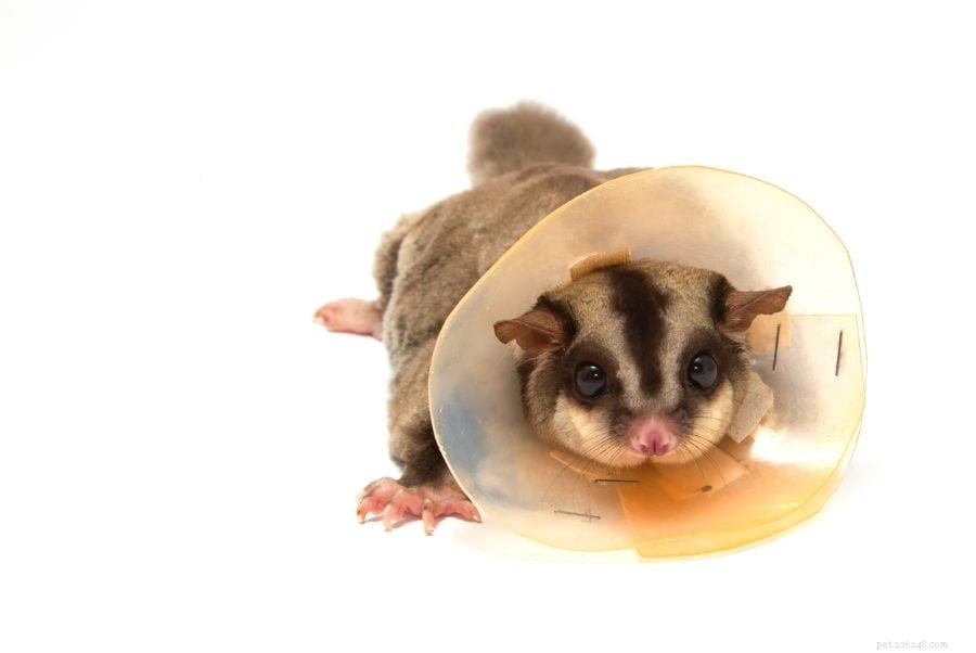 Why Your Sugar Glider Might Pee on You – 3 Common Reasons & How to Stop It