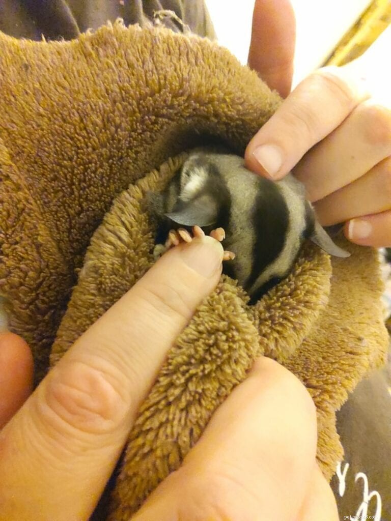 Why Your Sugar Glider Might Pee on You – 3 Common Reasons & How to Stop It