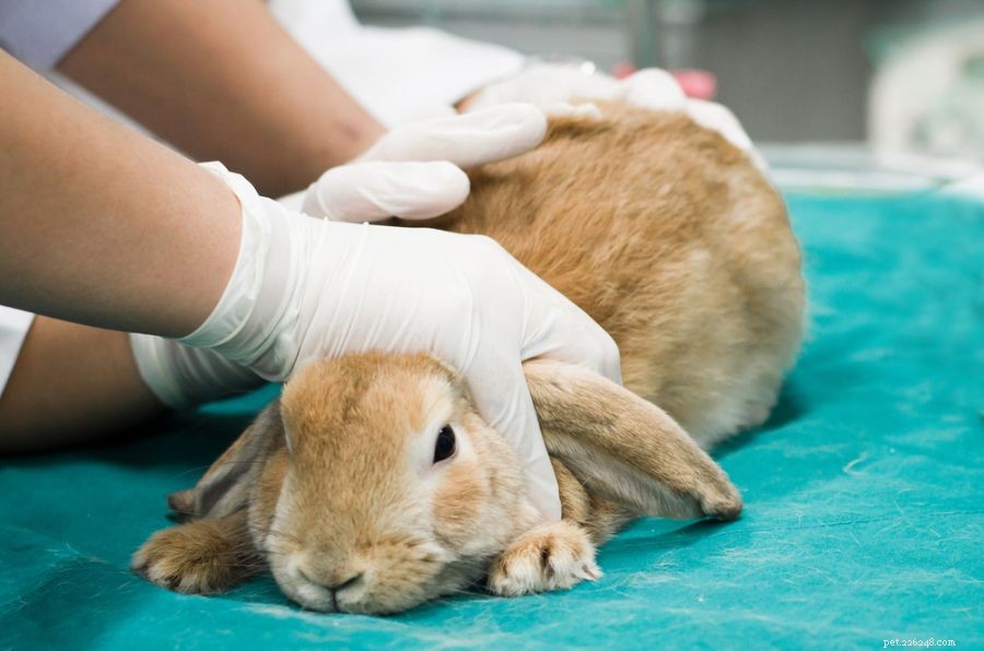 Understanding Why Your Rabbit Runs in Circles: A Guide for Owners